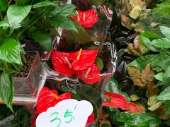 -秦美花卉(天朗·莱茵小城2期店)