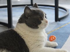 -瑞鹏瑞爱宠物医院·全科·猫科·血液透析中心(龙头寺店)