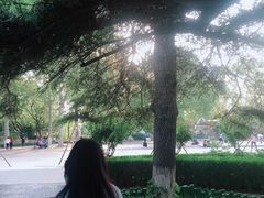 -洛阳市牡丹公园