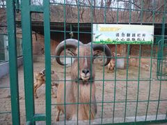 -保定市动物园