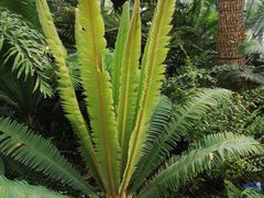 -国家植物园南园