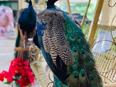 -西双版纳融创皇冠假日度假酒店