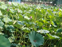 -静之湖湖畔餐厅