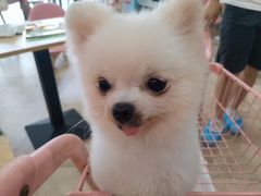 -汪说·狗咖(旺城大厦店)