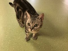 -猫和宫(六道口店)