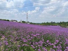-紫颐香薰山谷景区
