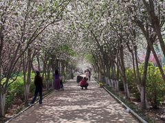 -洛阳市隋唐城遗址植物园