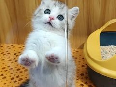 -欣宠猫屋·矮脚拿破仑·蓝金金渐层