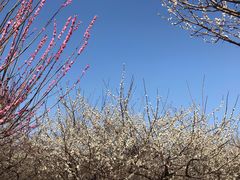 景点-香雪海