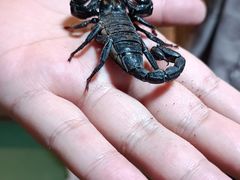 -藦茜花园宠物主题亲子互动体验馆(国顺东路店)