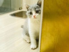 -飞行喵MR PILOT|猫舍·猫咖(静安大融城店)