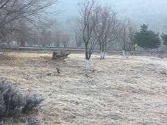 -五台山正觉全素斋
