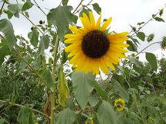 DSC08477-永定河休闲森林公园