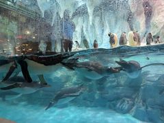 -帝企鹅自助餐厅•儿童岛•真企鹅(长隆企鹅酒店)