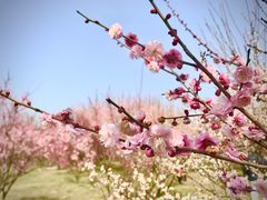 -蜀冈西峰生态公园