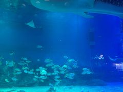 -烟台海昌鲸鲨海洋公园
