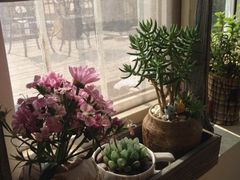 iphone_upload_pic-海边的猫和咖啡馆