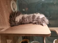 -BABIT巴比特宠物(MOMOPARK店)