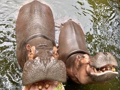 -海南热带野生动植物园