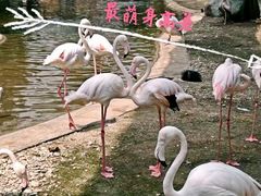 -吉隆坡雀鸟公园