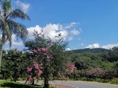 -深圳仙湖植物园-停车场