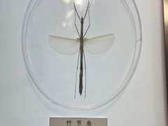 -上海昆虫博物馆