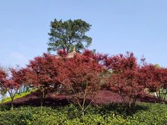 -铁山坪森林公园