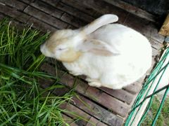 -明珠湖天鹅苑·农家菜馆