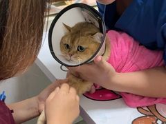 -伟伟宠物医院·瑞派猫友好医院·猫科(光谷店)