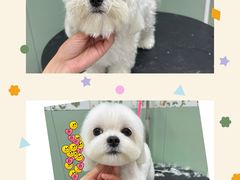 -唐小姐の私宠·宠物洗护美容·撸猫馆·购宠(周浦万达旗舰店)