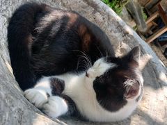 -喵屿·大理花园猫咖