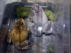 -销魂美蛙鱼头火锅(上海首店)