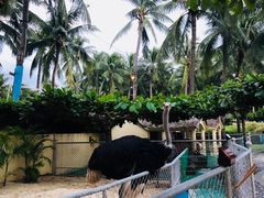 -三亚亚龙湾天域度假酒店