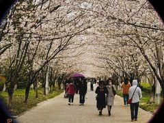 -高东镇樱花园