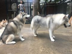 -TrueLove @ Neverland (Husky Cafe)