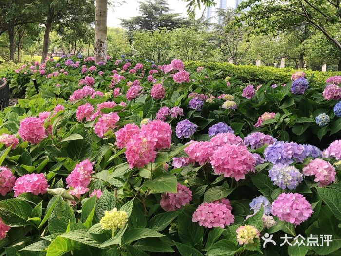 金鸡湖景区图片