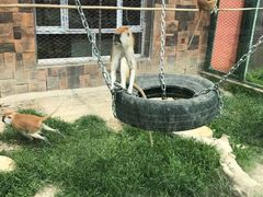 -新疆天山野生动物园