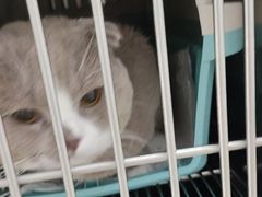 -宠福鑫康馨动物医院·骨科·眼科