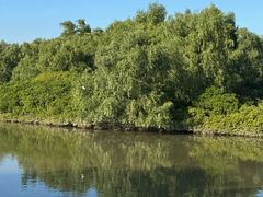 -大亚湾红树林城市湿地公园