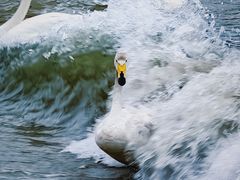 -烟墩角天鹅湖