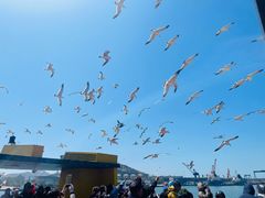 -海驴岛(荣成市)
