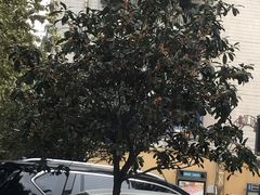 -邓记新一代糖油果子(四川煤管局供销公司职工宿舍店)