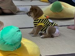 -逗柴咖啡屋·狗咖猫咖宠物桌游