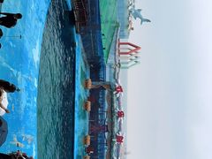 -海合安青岛极地海洋公园