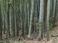 -上海佘山国家森林公园天马山园