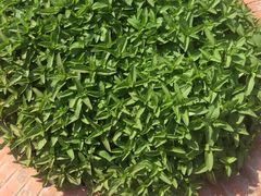 -意大利农场度假村