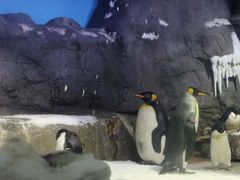 -大阪海游馆