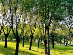 -洨河生态公园