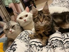-欣宠猫屋·矮脚拿破仑·蓝金金渐层