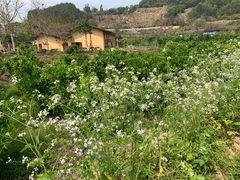 -福建土楼（华安）旅游区•大地土楼群